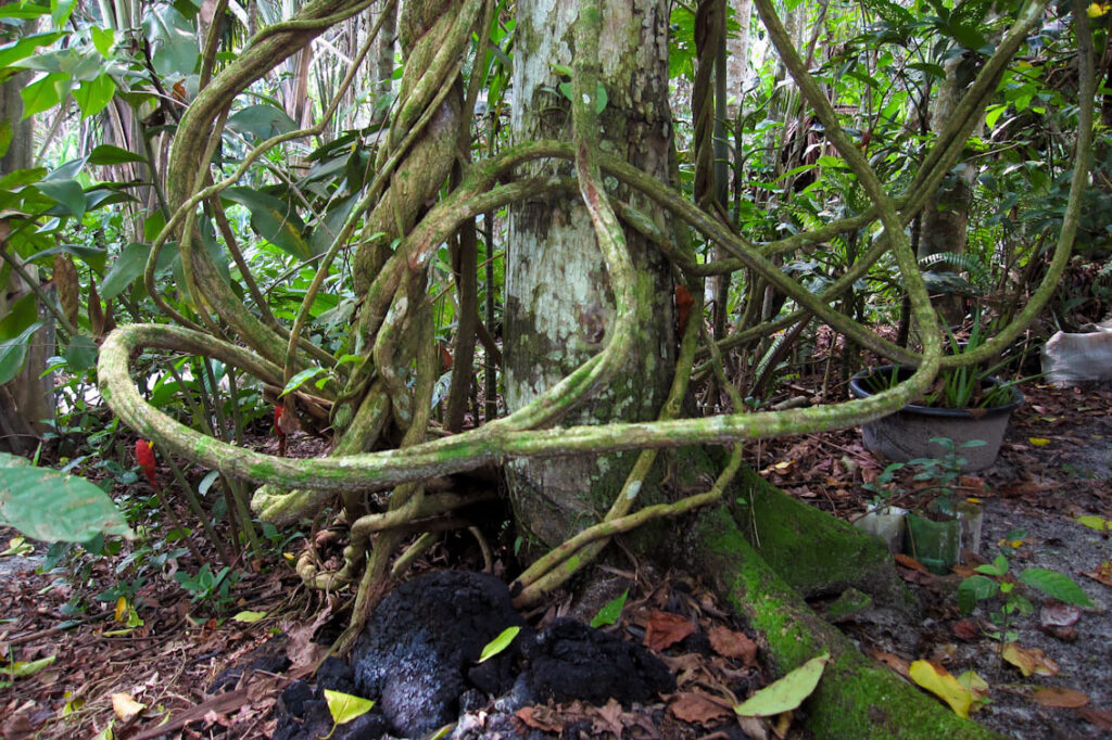 ayahuasca-plant