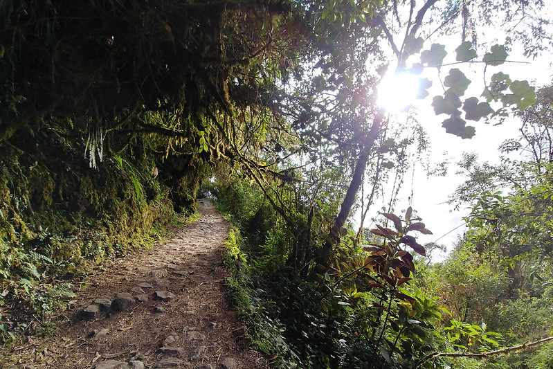 Inca-trail-jungle-scenery