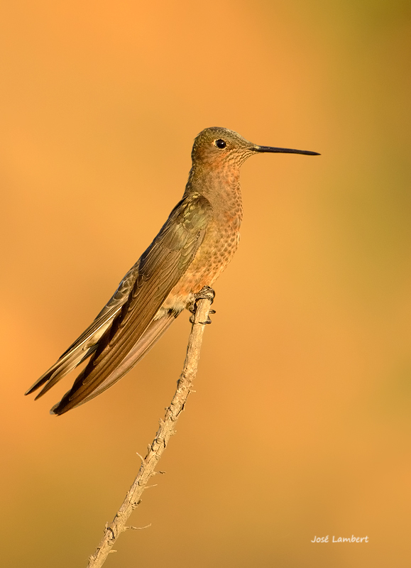 inca-trail-hummingbird
