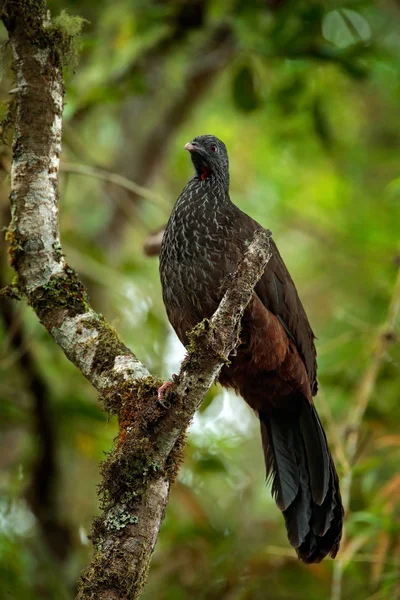 birds-on-the-inca-trail