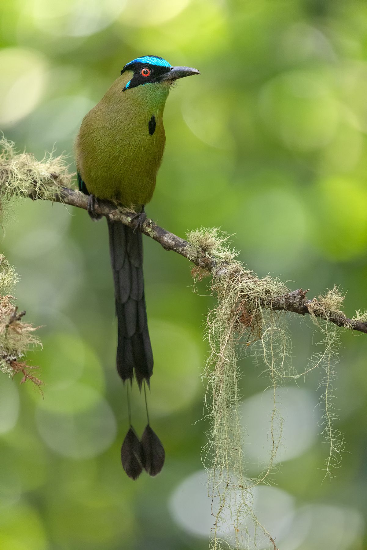 inca-trail-birds