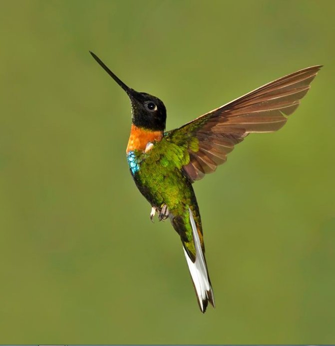 inca-gould-hummingbird