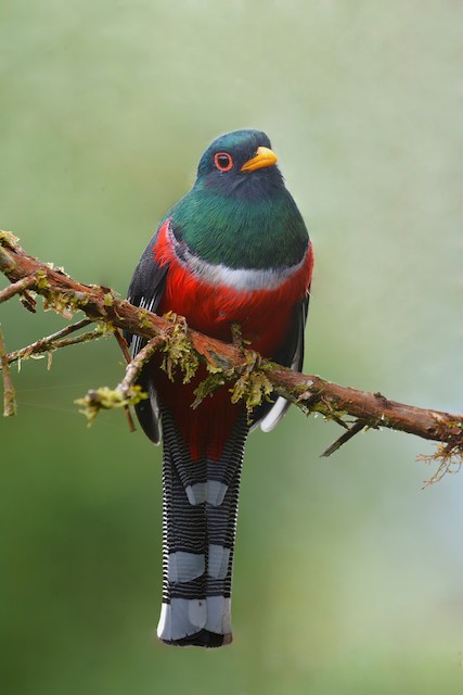 colorful-inca-trail-birds