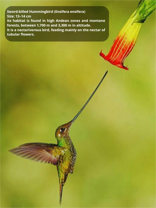 Sword-billed Hummingbirds