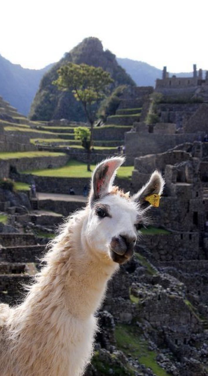 Journey to the Inca Heart - classic