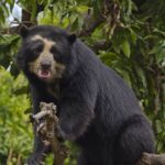spectacled-bear-in-choquequirao